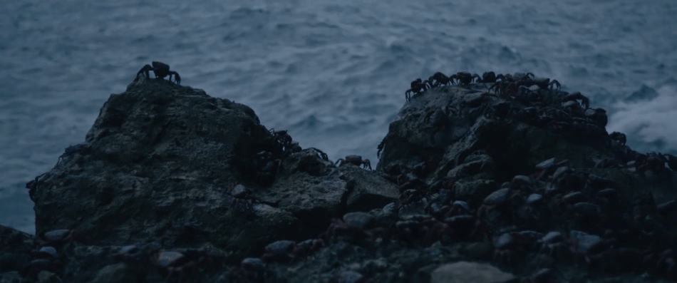 islandofthelostghostscrabs